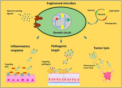 Engineered Bacteria-Based Living Materials for Biotherapeutic Applications